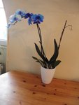 l'orchidée bleue