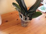 le pot de l'orchidée bleue