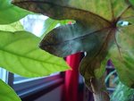 DSC05629.JPG
