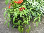 plantes 018.jpg