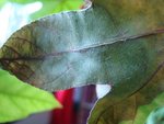 DSC05630.JPG