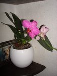 orchidee rose 3.jpg
