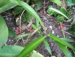 plantes 021.jpg