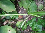 plantes 022.jpg