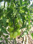 tomates je ne sais plus lesquelles