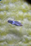 DSC_0138 - Copie.JPG
