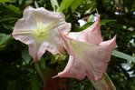 Sydney Royal Botanic garden_.jpg
