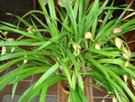 DSC00371jardin.jpg