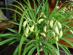 DSC00373jardin.jpg