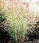 Miscanthus panaché.jpg
