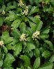 pachysandra.jpg