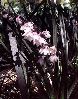 ophiopogon.jpg
