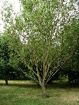 jardin (46).JPG