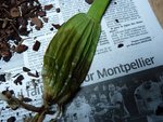 le bulbe du cambria après extraction