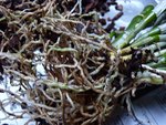 racines du dendro