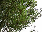 arbre malade