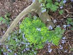 2012-05-06 euphorbes et myosotis FX.jpg