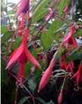 Ce fuschia de Magellan est énorme (1.50 m d'envergure). Il vient donner un peu de peps avec ses couleurs vives par rapport au reste