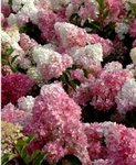Derrière le Fuschia... cet hortensia reste au raz des paquerettes (a peine 60 cm de haut) et prends un port très étalé.
