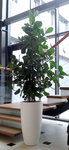 plante.jpg