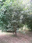 jardin (51).JPG