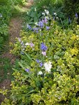 2010-05-16 jacinthes roses X.jpg