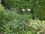 2011-05-15 Bd   fouillis rose X.jpg