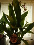orchidee zigo.jpg