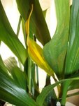 orchidee zigo jaune.jpg