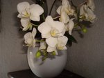 orquidee blanche.jpg