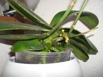 orquidee blanche.2.jpg