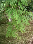jardin (58).JPG