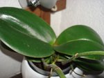 orquidee blanche.3.jpg