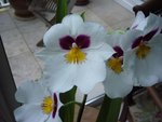 miltoniopsis blanc.JPG