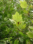 jardin (64).JPG