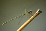 IMG_6563c_redimensionner.jpg
