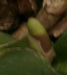 IMAG0243-1-1-1.jpg