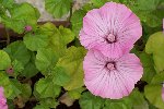 fleur inconnu