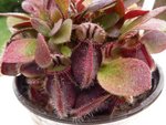 Ma cephalotus!