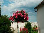 roses du jardin 109.JPG
