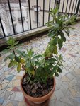 DSC04706.JPG