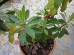 DSC04705.JPG