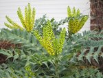 2012-11-17  mahonia X.jpg