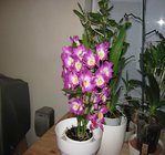 orchidee 10 021.JPG