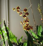 orchidee 12 031.JPG