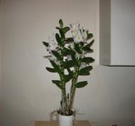 orchidee  13 032.JPG