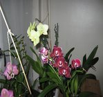 orchidee 004.JPG