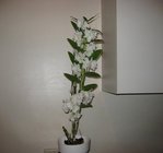 orchidee 14 026.JPG