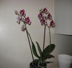 orchidee 14 037.JPG