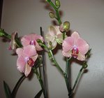 orchidee 15 001.JPG